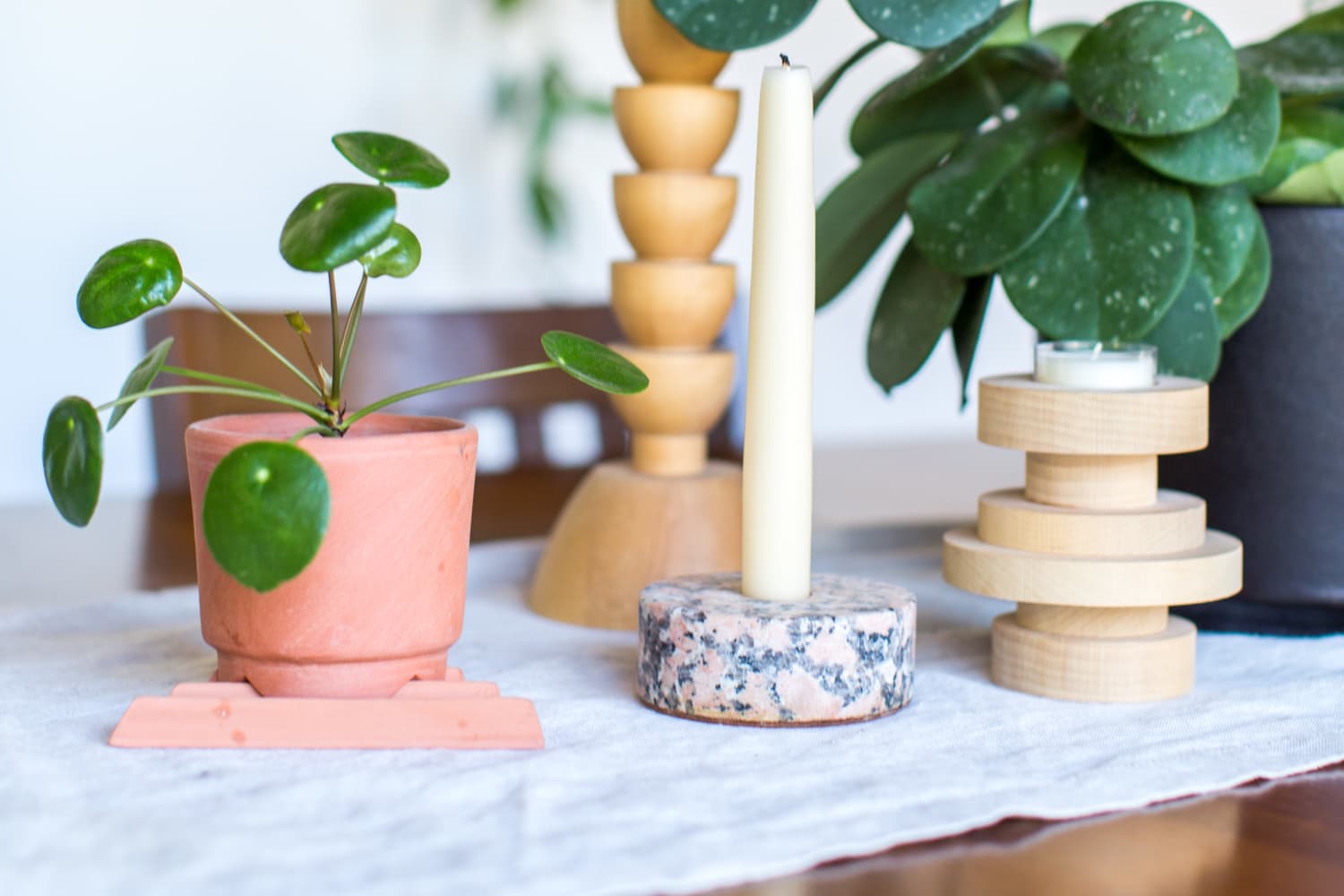 Japanese money plant store